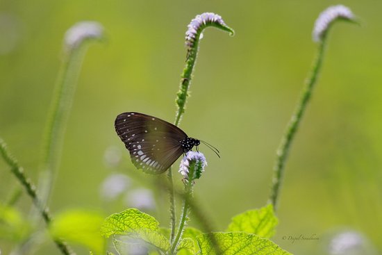butterfly